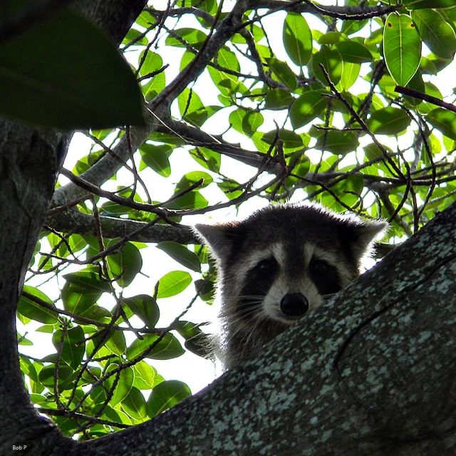 a small rac peers over a tree nch