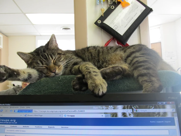 a cat is laying on top of a computer monitor