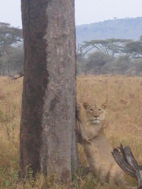 the lion is laying on the ground behind the tree