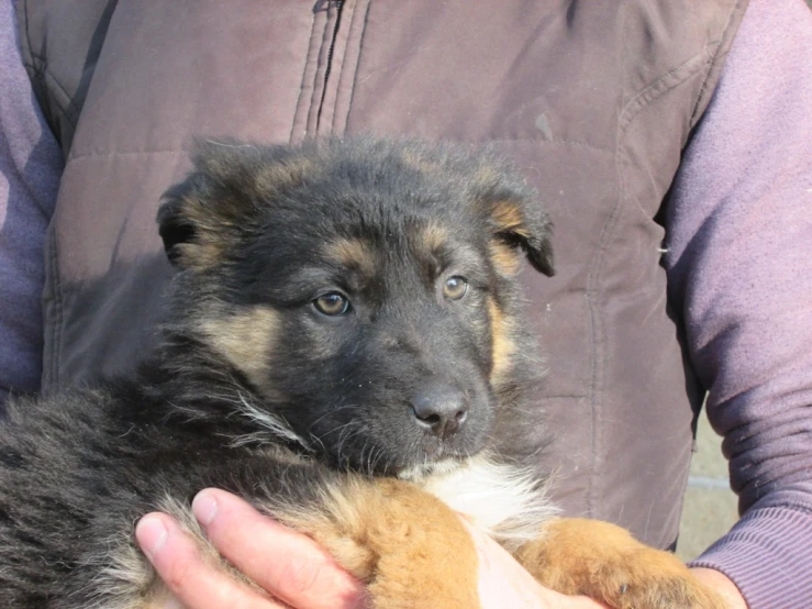 a man holding a dog in their arms