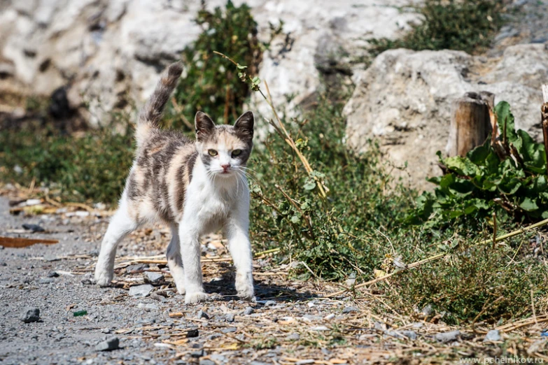 a small kitten walks on the rocky dirt