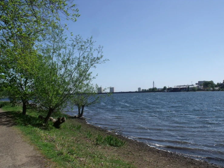 some trees by the side of a large lake