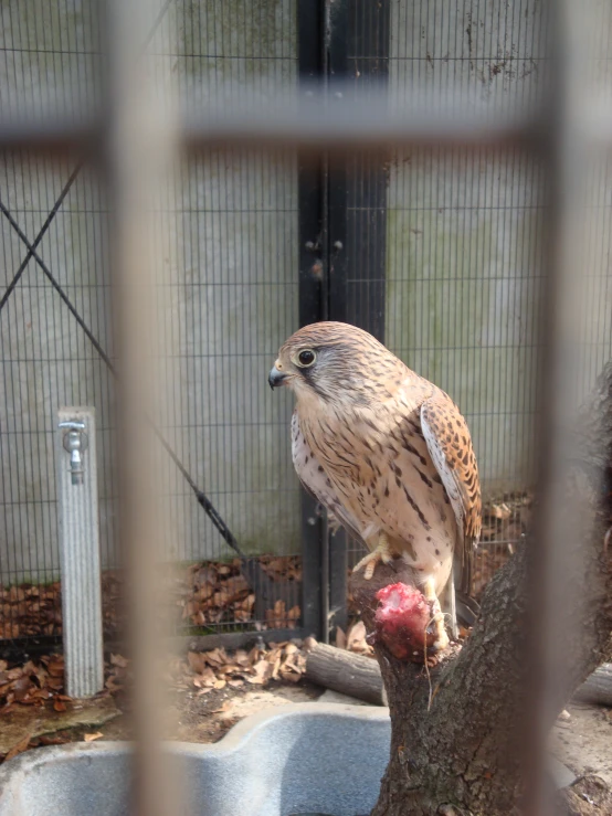 a hawk perched on the arm of a nch in a cage