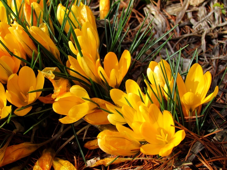 some yellow flowers on a leafy ground and some grass