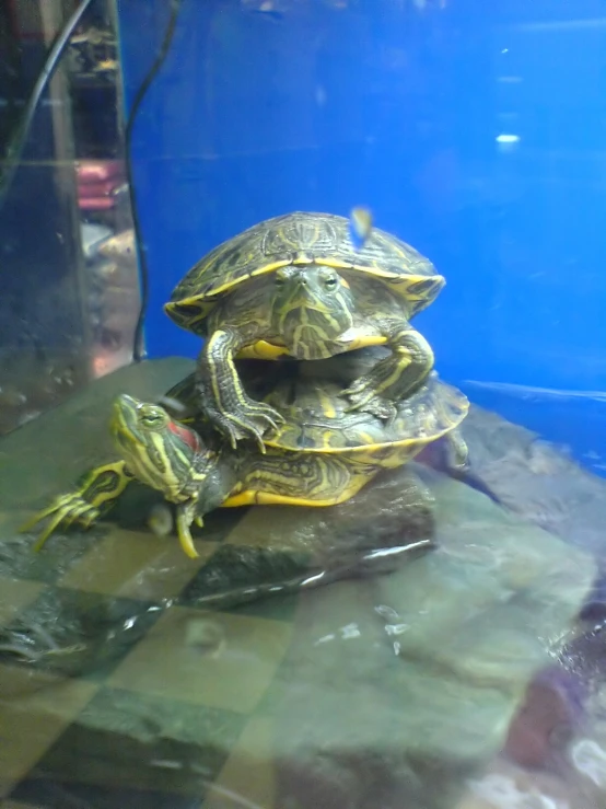 two turtles are on top of one another