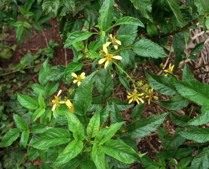 some green leaves yellow flowers on a tree