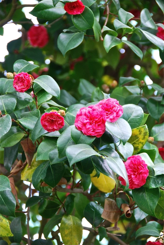 a tree that has flowers and leaves on it