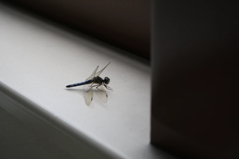 a fly is on a ledge with its wings spread wide