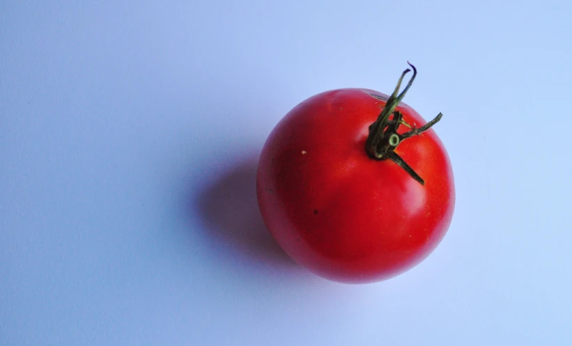 a single tomato against a white background