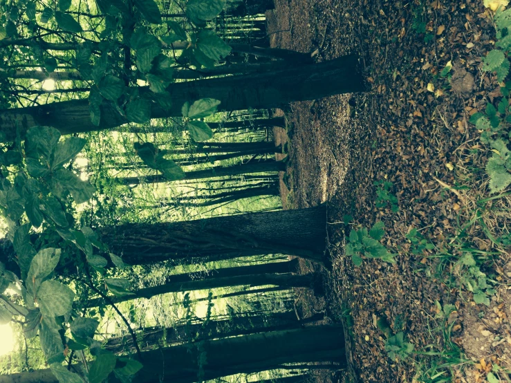 a wooded area with many trees and leaves