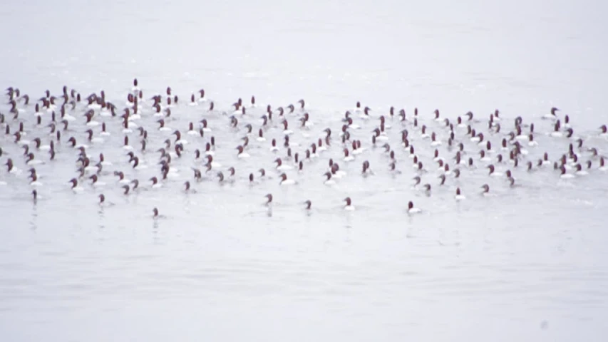 the flock of birds are all in the water together