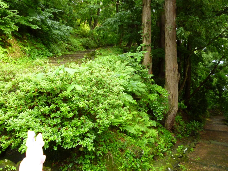 a fire hydrant sitting near a lush green forest