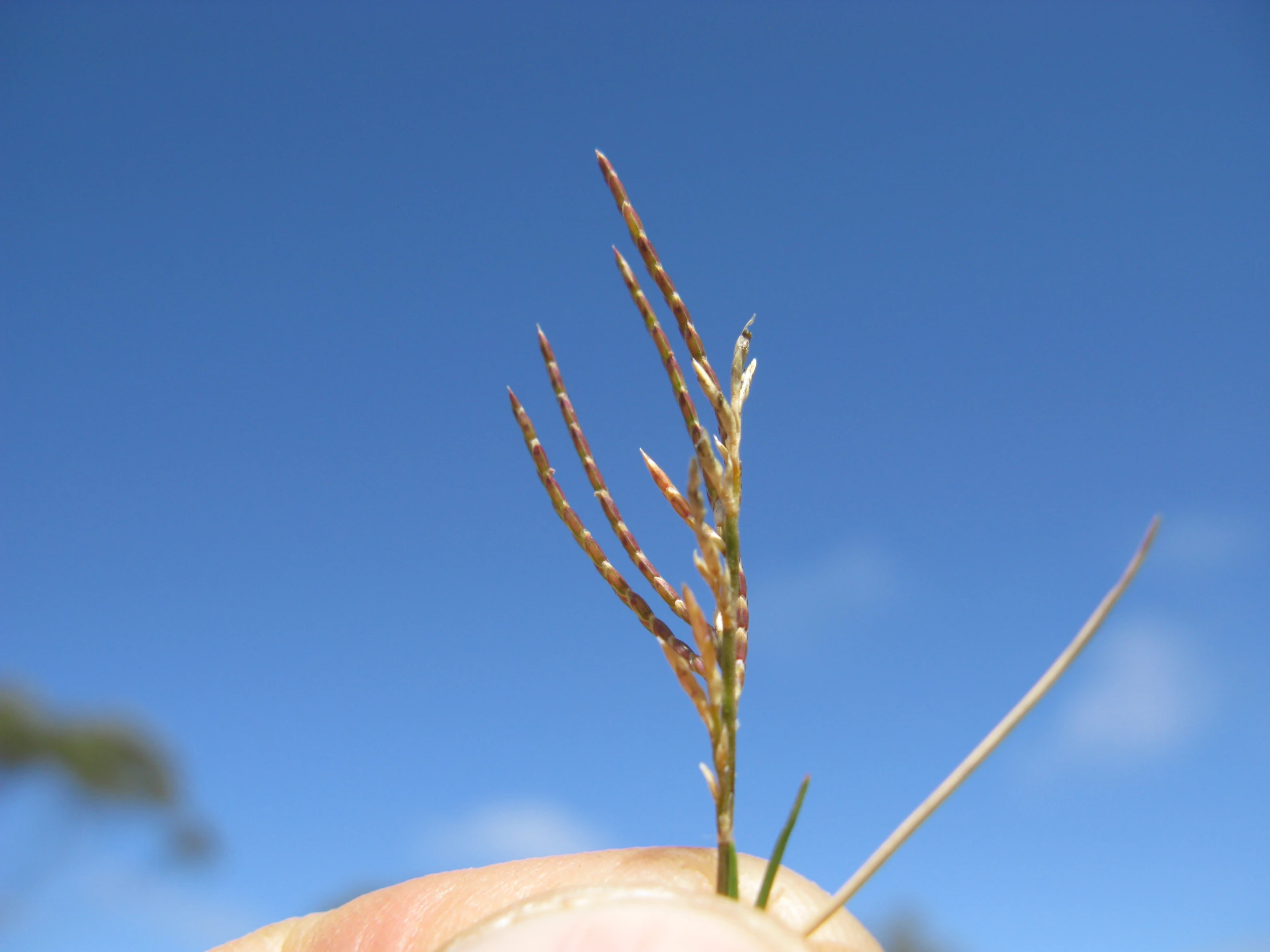 hand holding a plant that has not been seeded