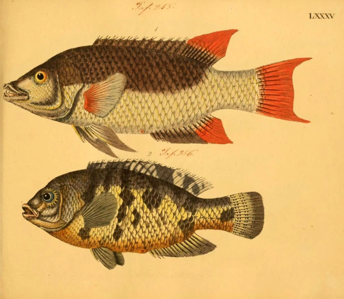 three types of fish from the late nineteenth century