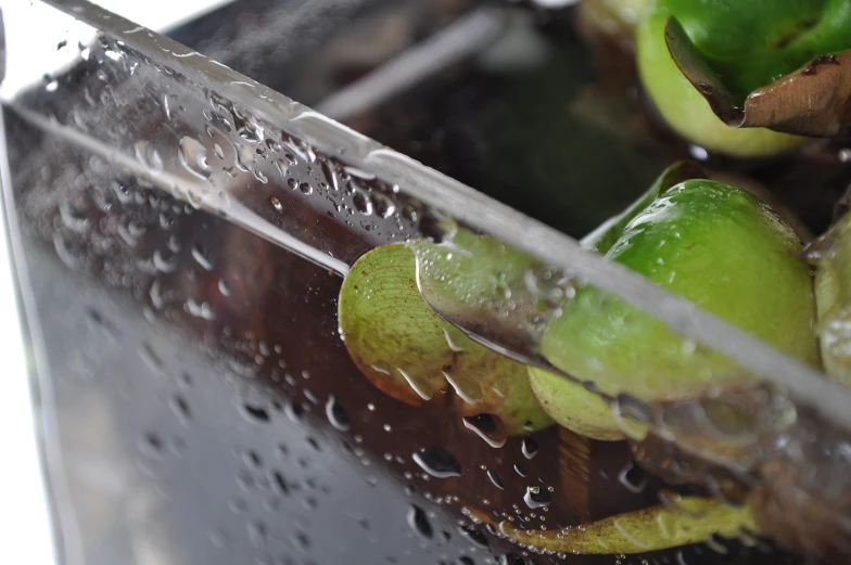 limes are being picked up with a plastic blender