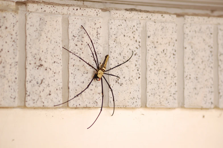 a very large spider on a concrete wall