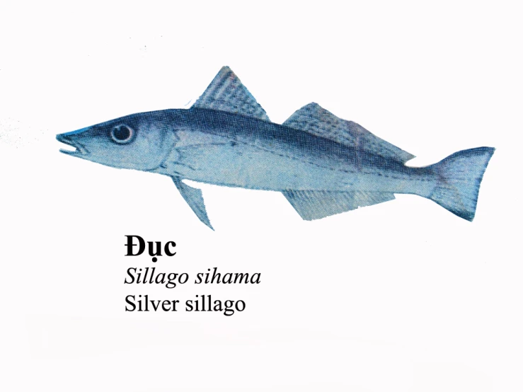 silver shige shige summa sea slug fish