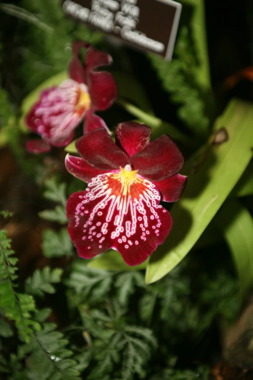 small red and white flowers in a garden