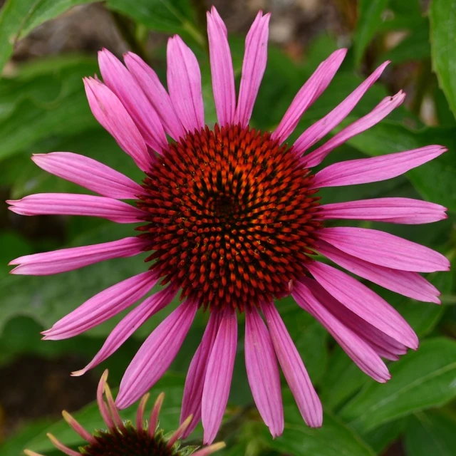 this is a pink flower in a garden