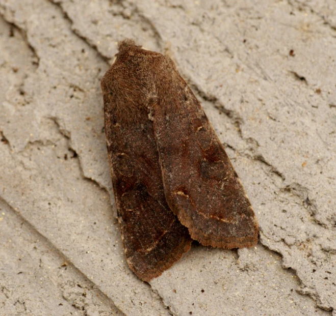 a moth is on the concrete next to a wall