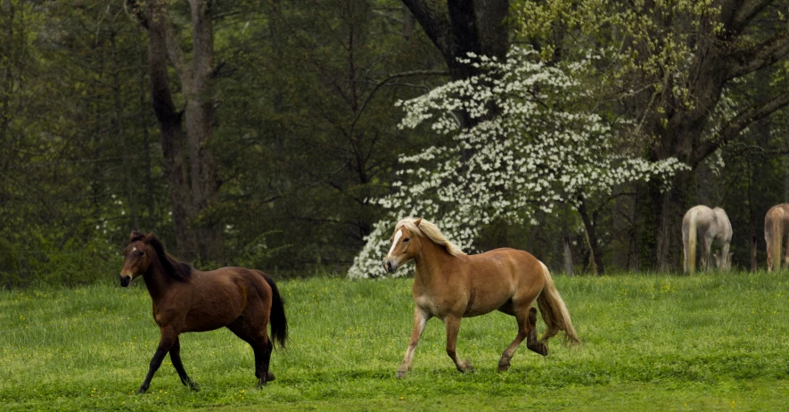 horses run through a meadow in front of trees