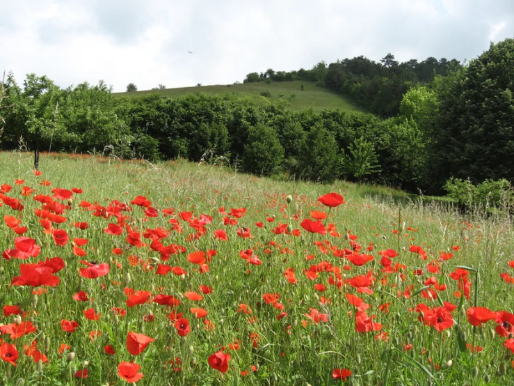 bright red flowers stand in the grass along side a hill