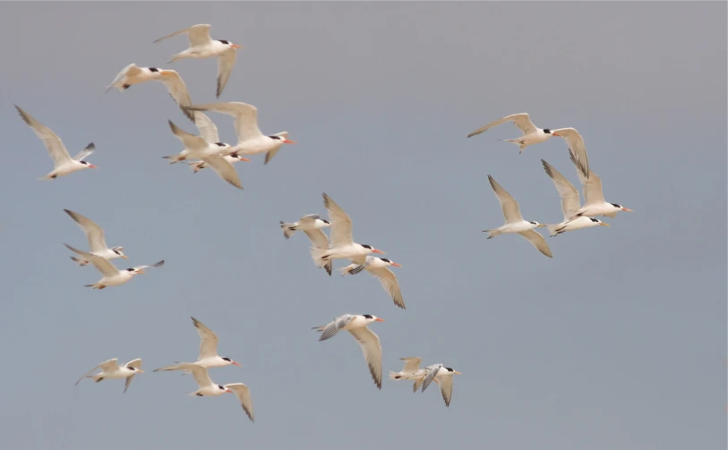 the flock of birds are flying together in the sky