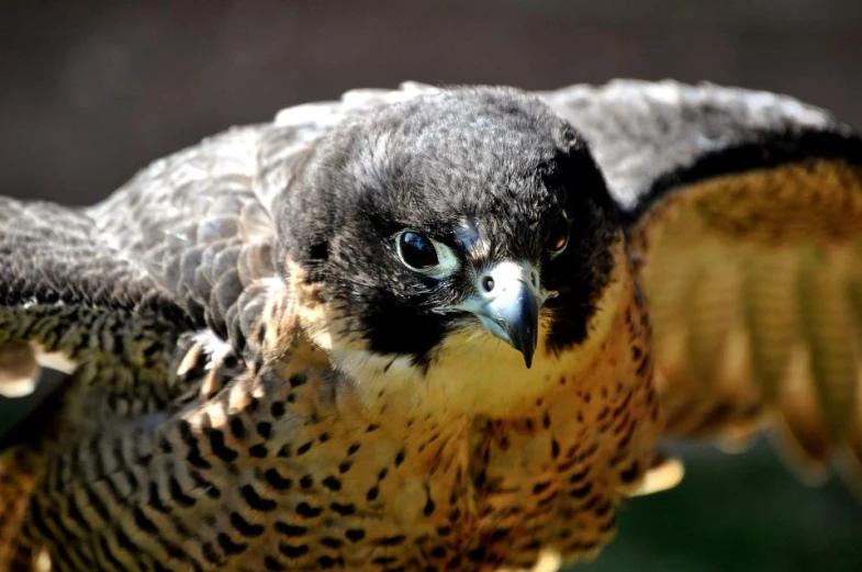 a bird of prey with big eyes and tail feathers