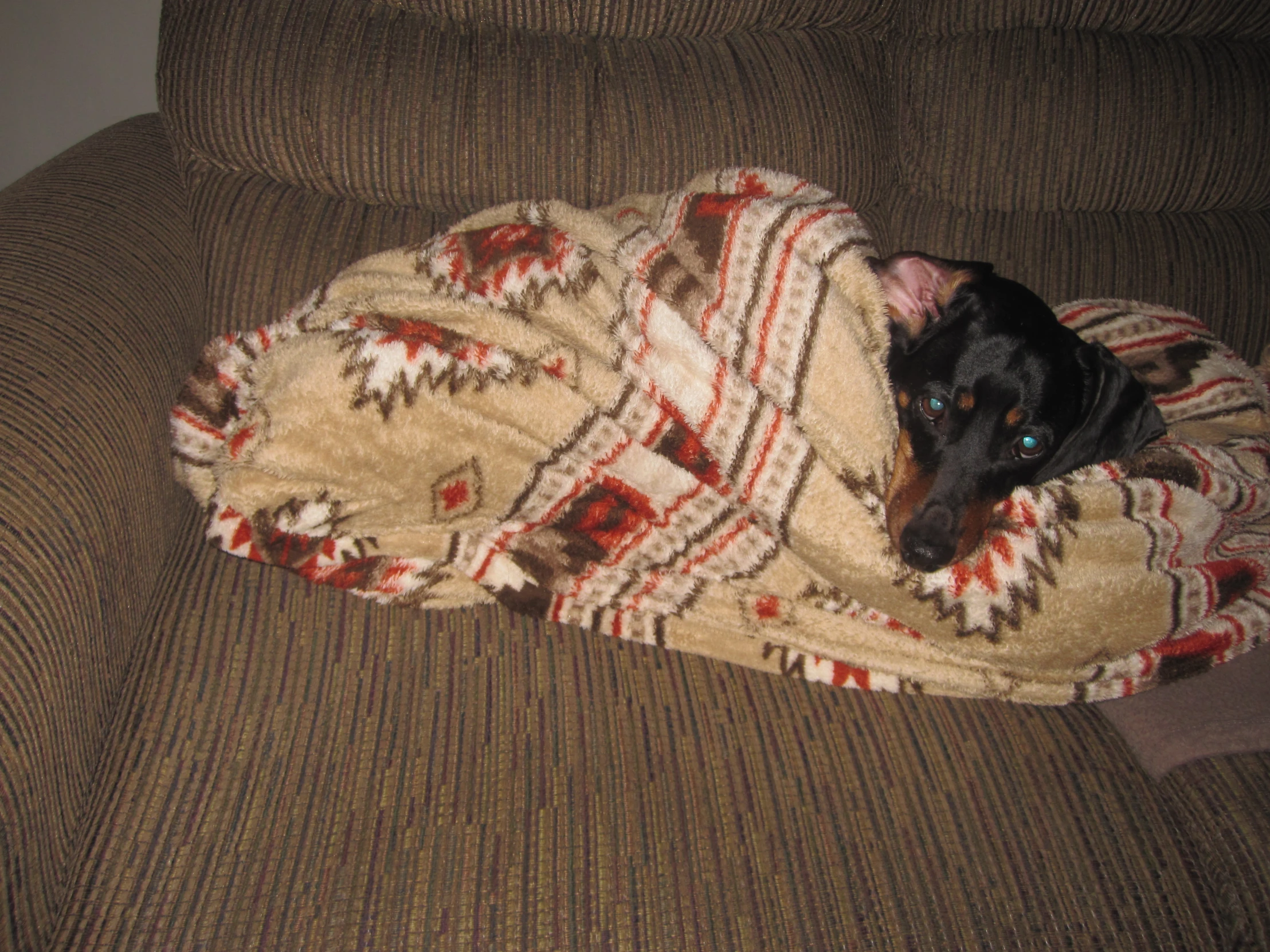 a black dog sitting on a couch covered by blankets