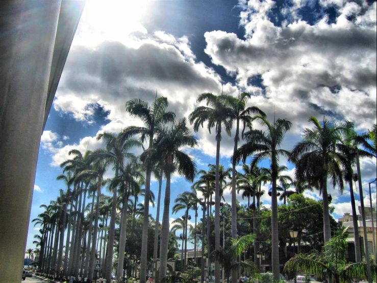 trees in the foreground with clouds and a city in the background