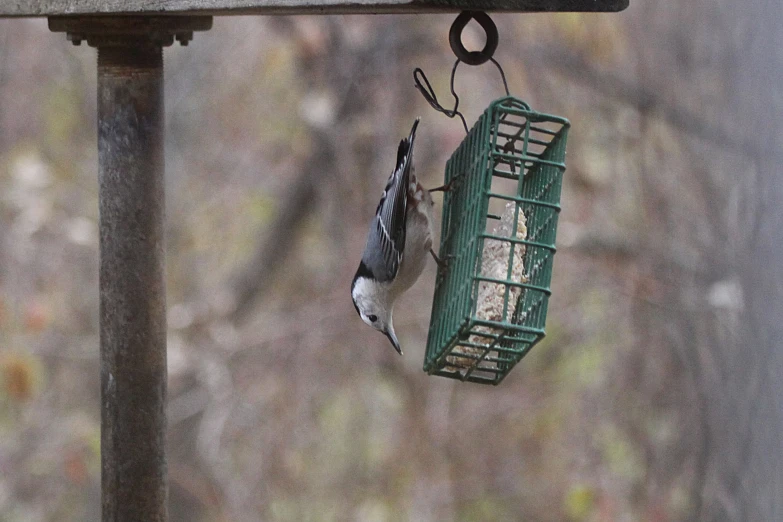 a bird eating from a green seed feeder