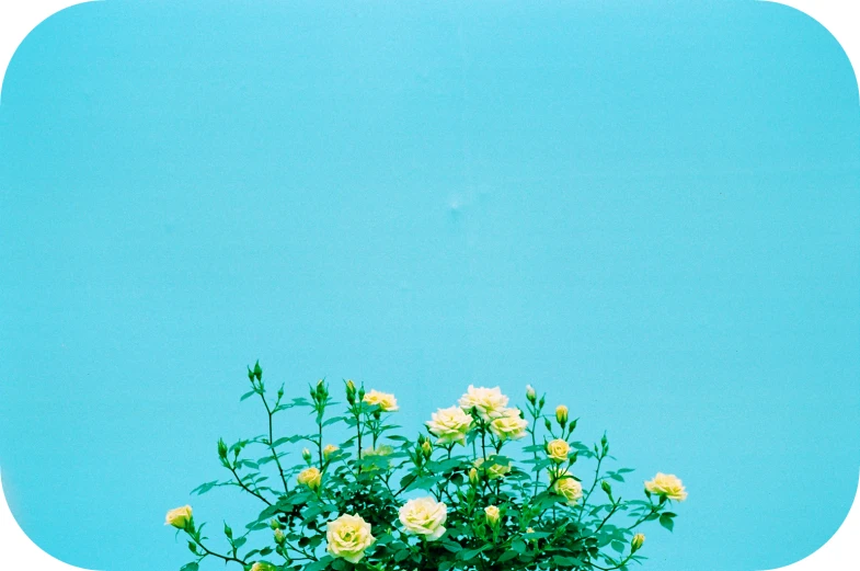 a vase full of yellow roses on a glass table