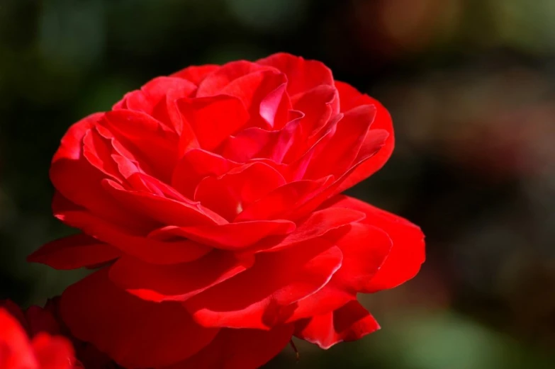 a red flower with green leaves in the background