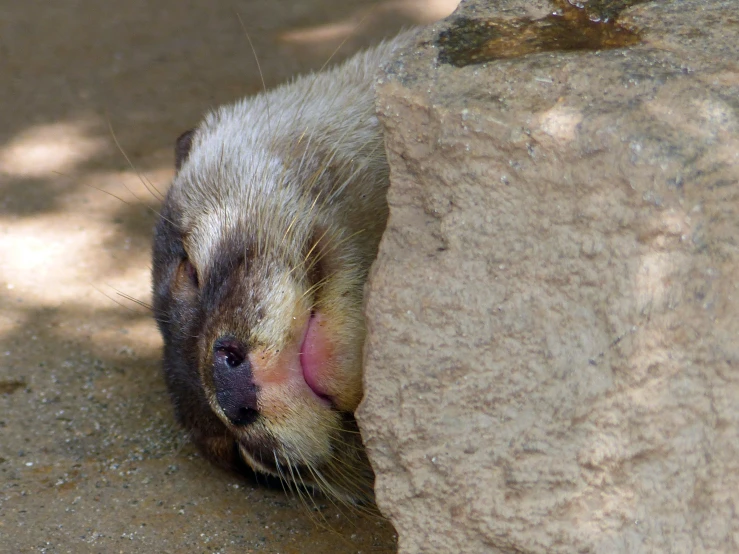 a animal that is laying down on the ground