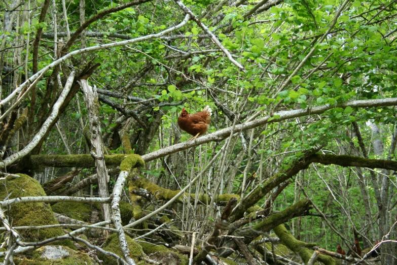 the bear is standing on some trees with no leaves