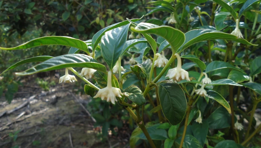 a small tree with lots of leaves and flowers