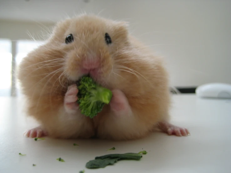 a hamster eating a green piece of broccoli