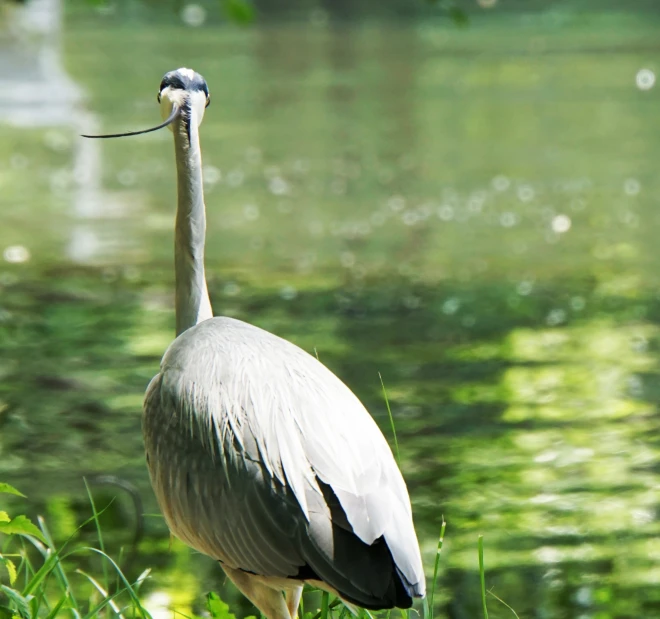 a tall bird standing near a lake or body of water