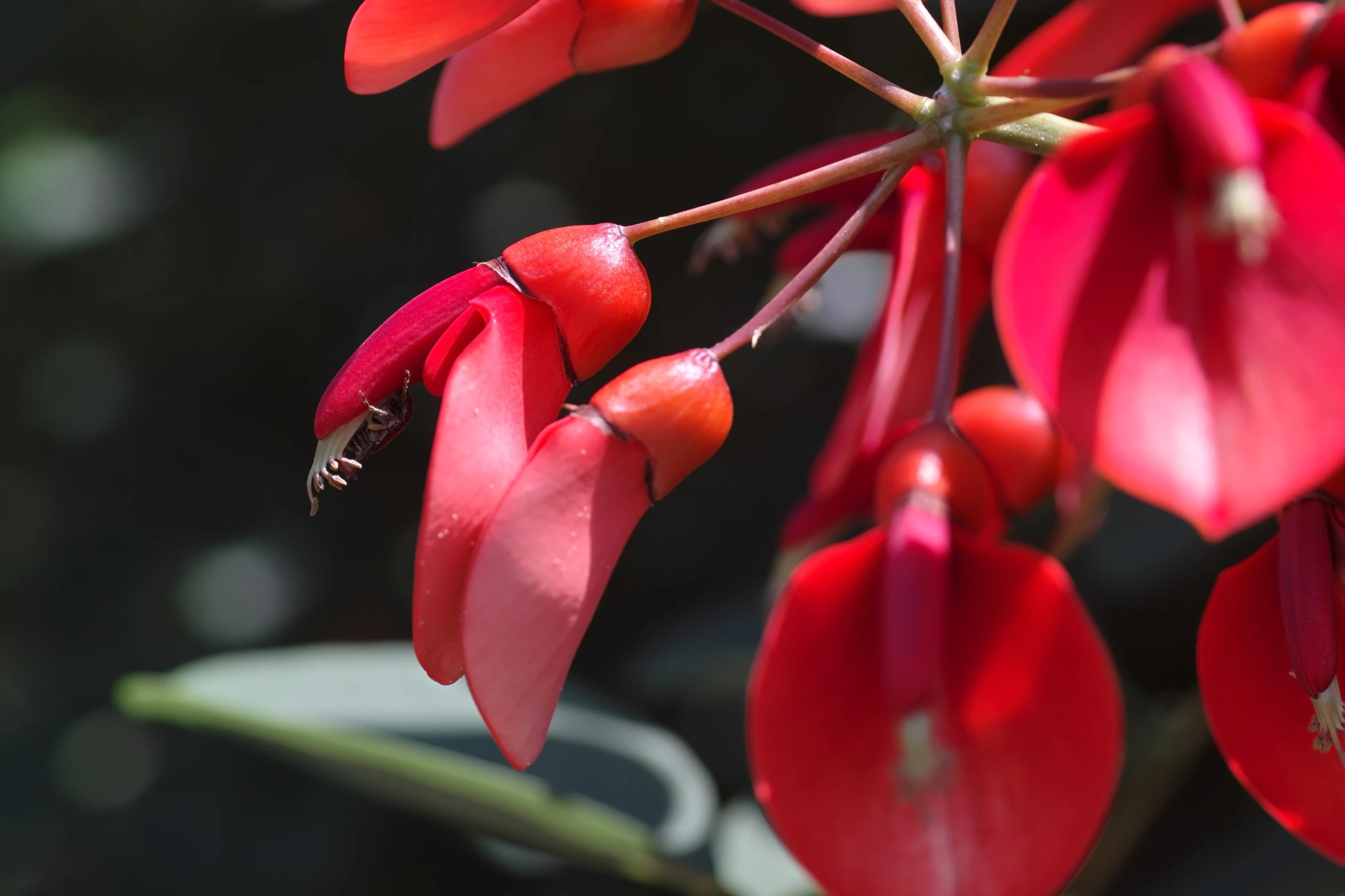 a bee on a flower with its body still attached