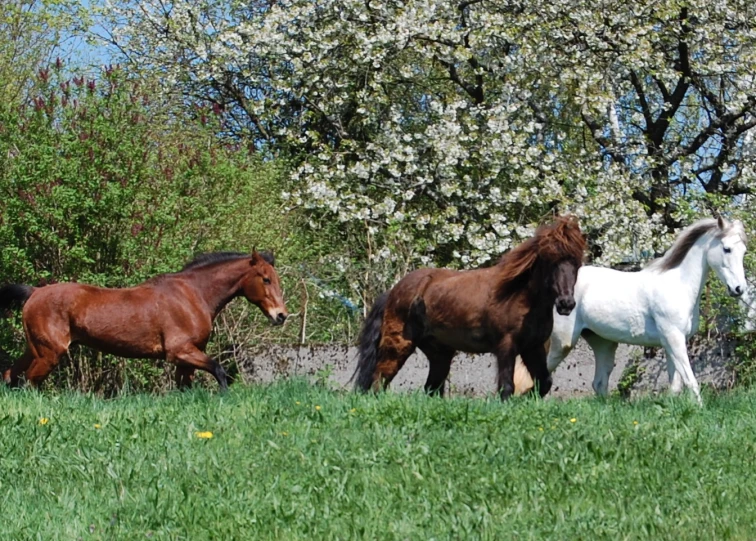 three brown and white horses on the side of a road