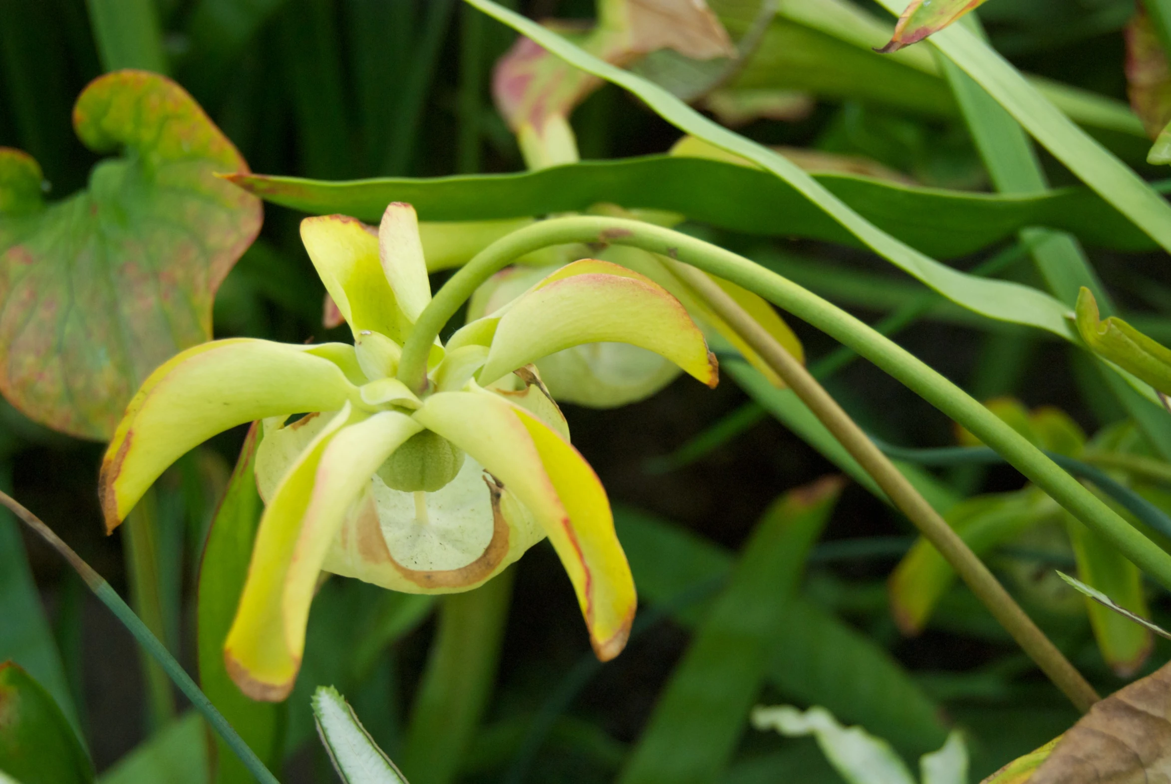 closeup view of green, yellow, and white flower in the wild