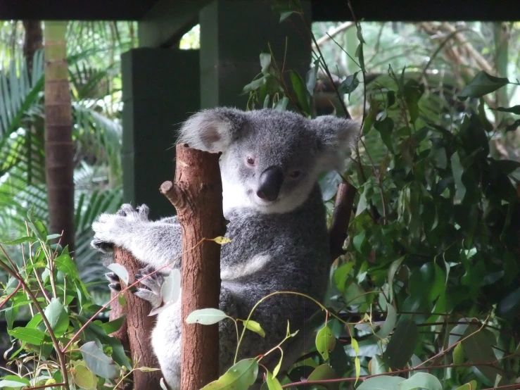 koalas on eucalyptus trees staring down from the nches