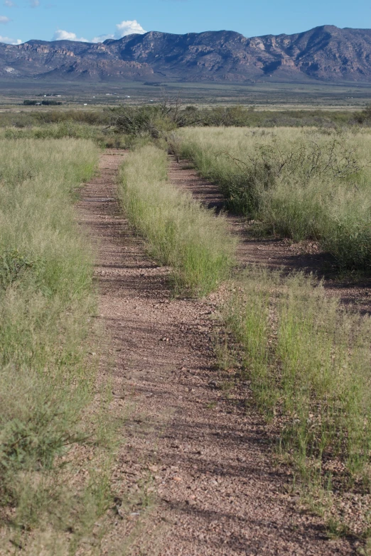 a herd of sheep walking along a dirt road