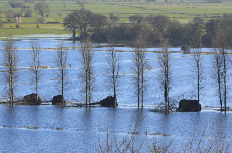 a group of elephants standing in the middle of a flooded field