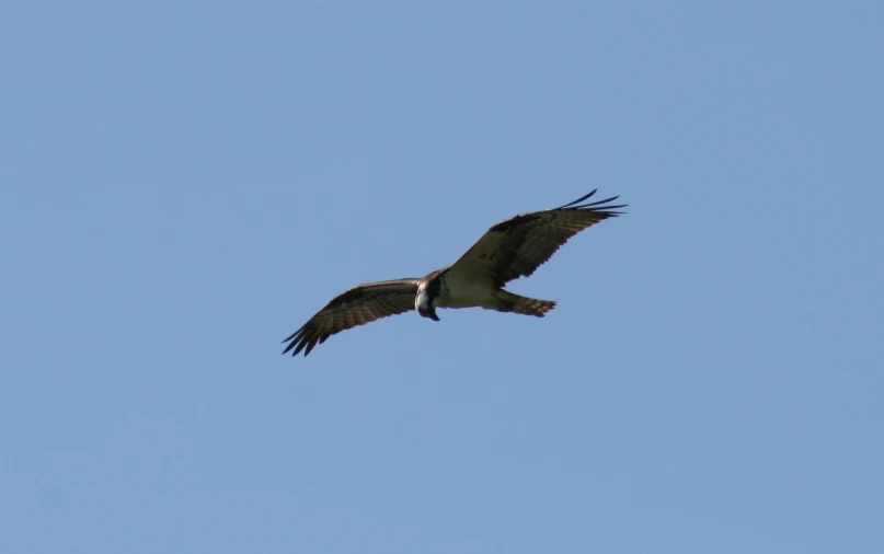 a large bird flying through the air over a blue sky