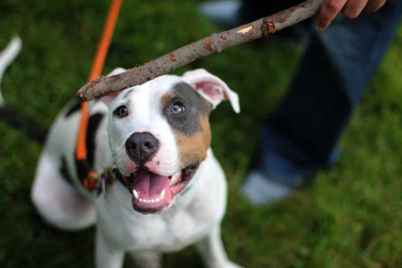 a dog holding a piece of wood that looks like a stick