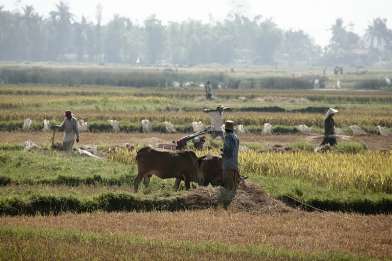 men working in a large field with their animals