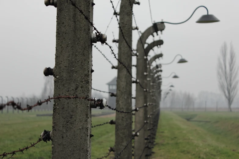 several trees that have many barbed wire on them