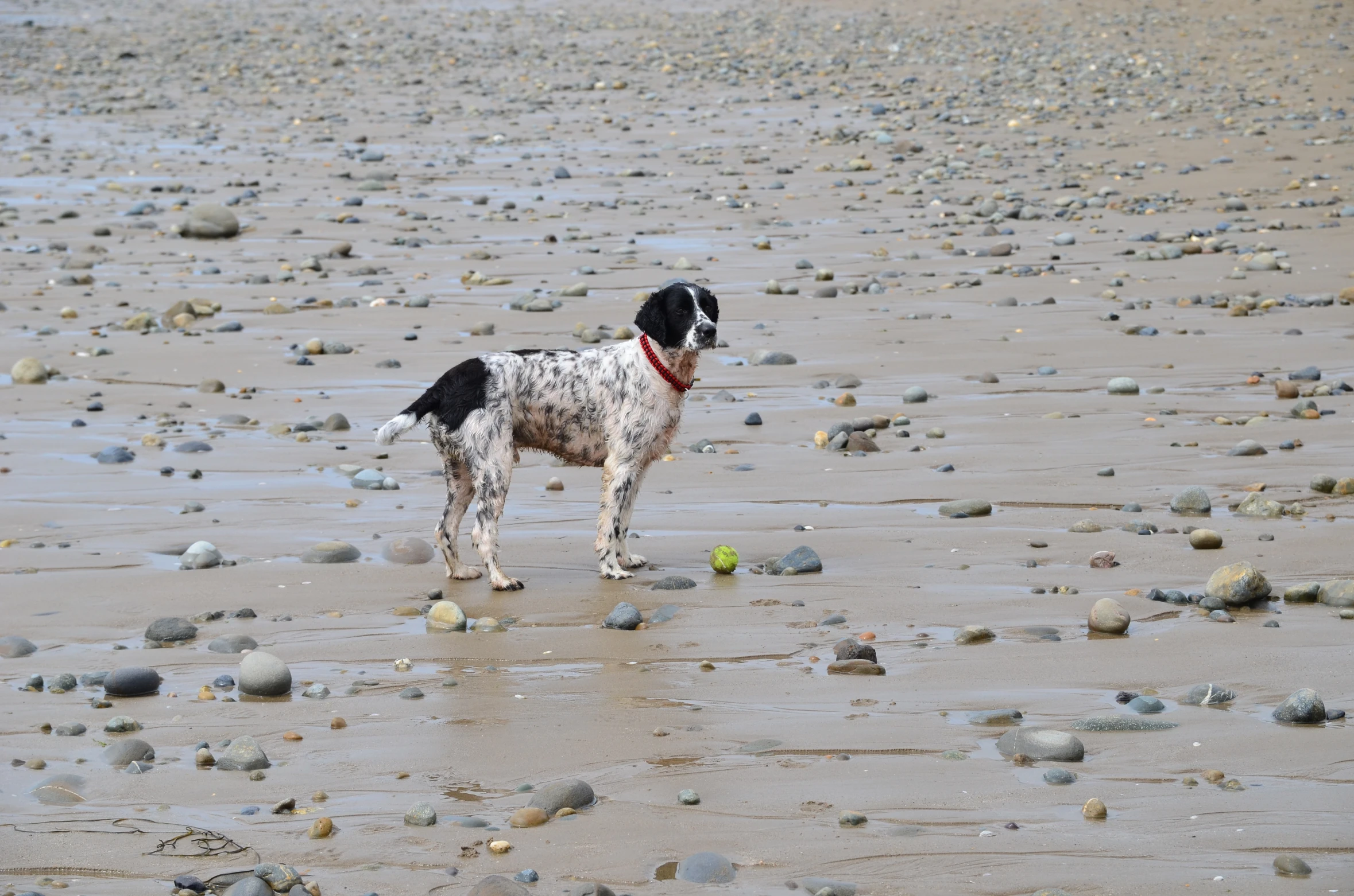 a dog standing in a beach covered in rocks