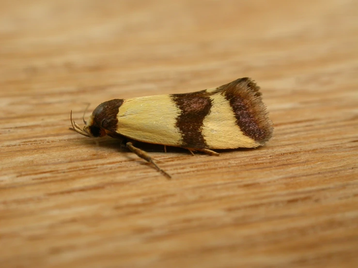 the striped moth is sitting on a wooden table